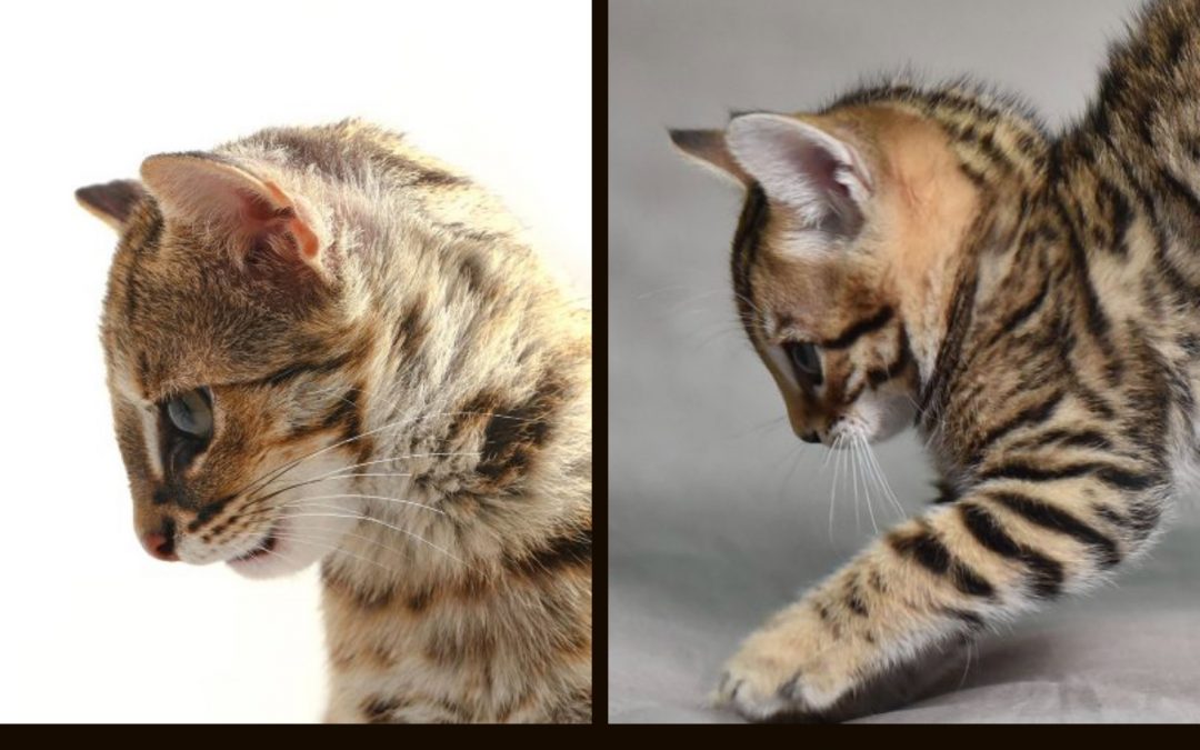 The Bengal profile and head