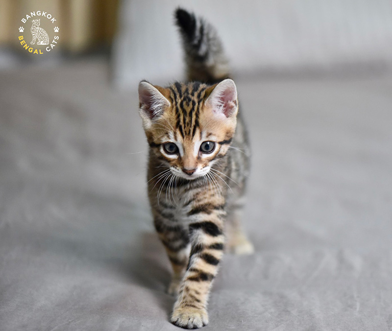 What does define the quality of a Bengal?