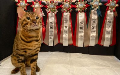 Catmas’s isn’t Christmas, CFA International Cat Show