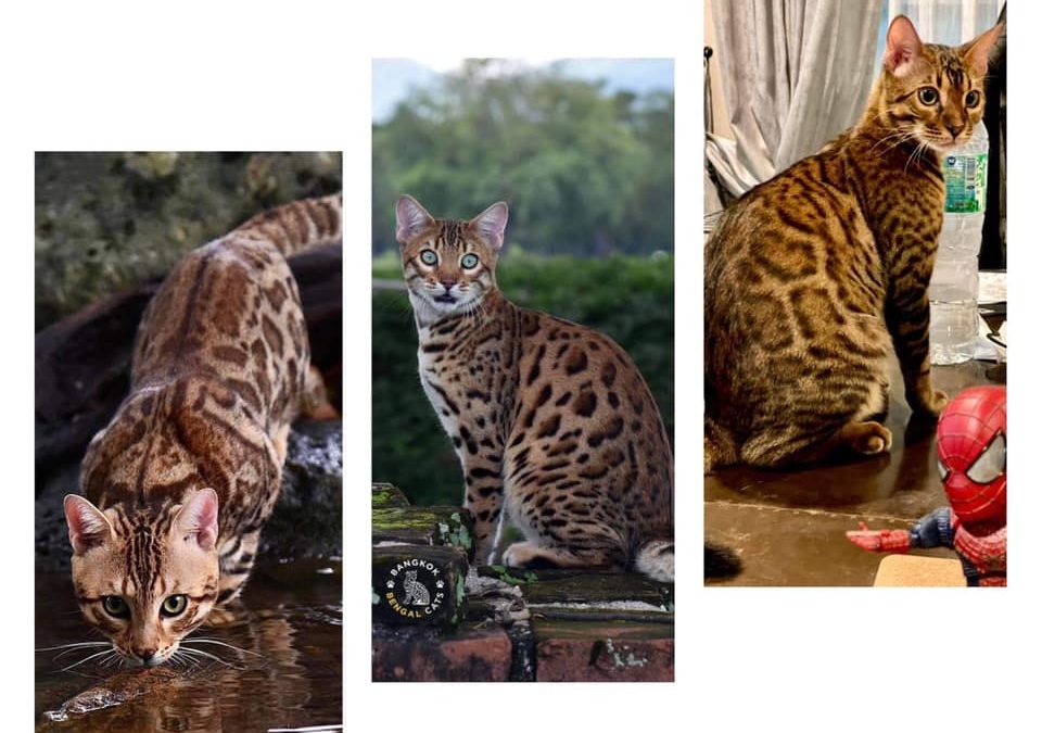 Central Breed CFA Cat Show 11 Dec’21