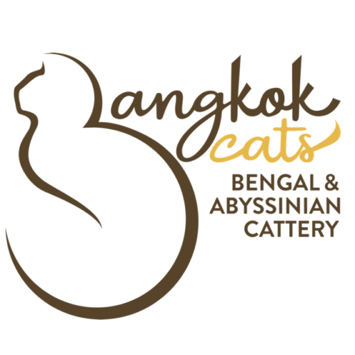 Bangkok Bengal Cats & Kittens