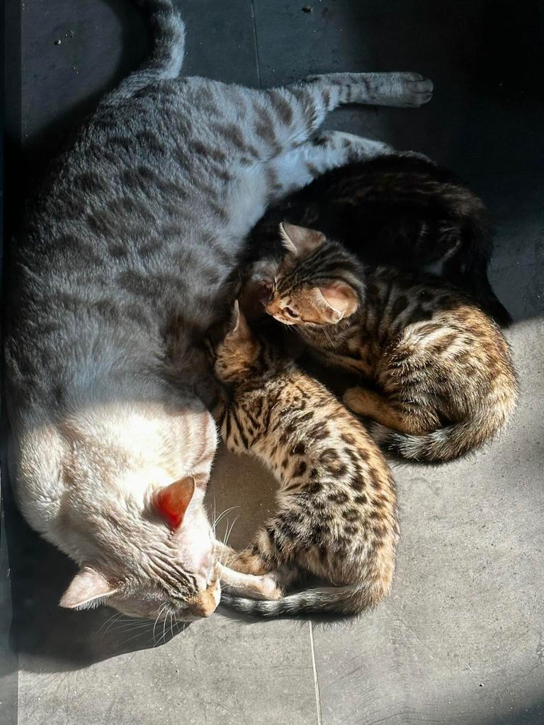 แมวเบงกอล