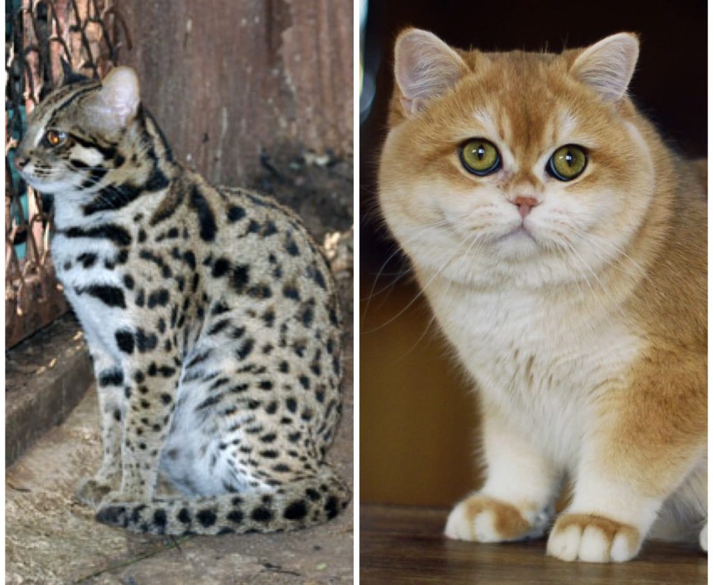 Golden British SH (CORIN gene)